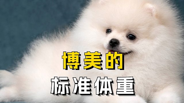 博美的标准体重是多少？你家狗超标了吗