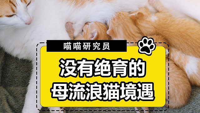 爱猫就带它去绝育吧！特别是母猫