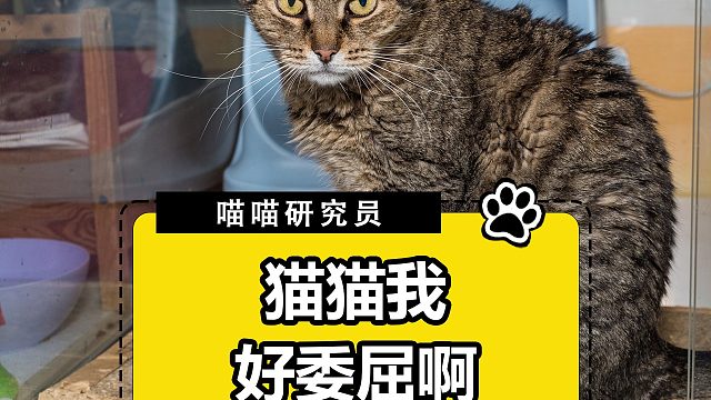谁懂！小猫真的好可爱啊