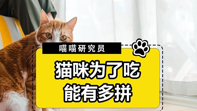 吃货无罪！猫咪为美食奋身的时刻