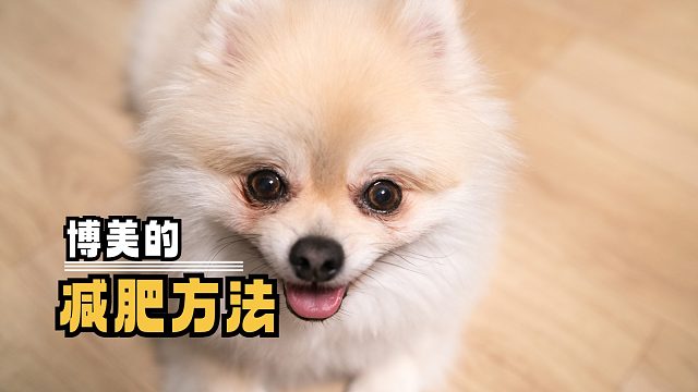 博美的减肥方法多，铲屎官们要注意！