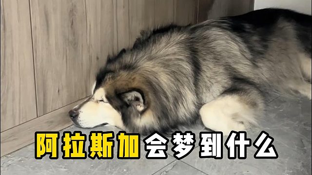 你好奇吗？阿拉斯加做梦会梦到什么？