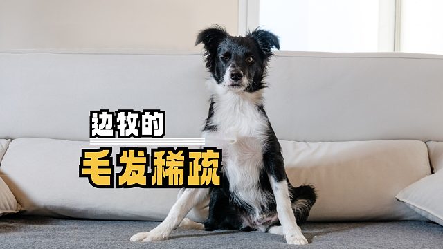 边牧毛发稀疏，是什么原因造成的