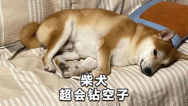 柴犬绕着大爷的胯下走，每个点都很到位
