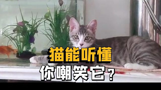 猫到底能不能听懂，人在嘲笑它？