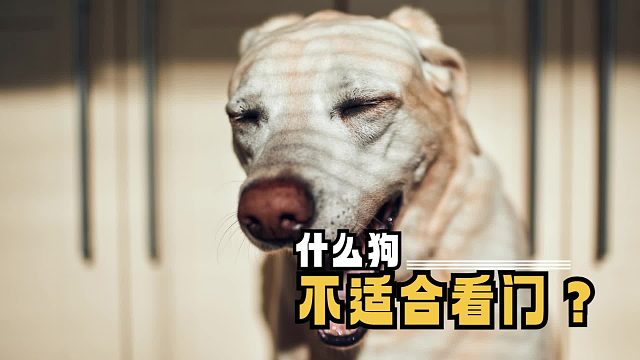 巴哥吃什么狗粮好？选对粮很关键！