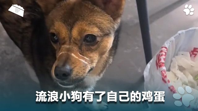 流浪小狗有了自己的鸡蛋，它也有了自己的家