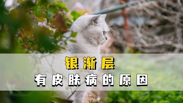 银渐层有皮肤病，是哪些原因导致的？