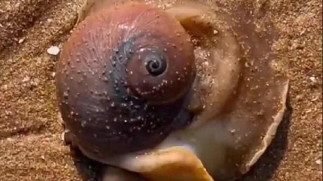 户外赶海抓海鲜