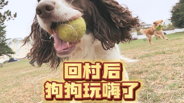 回村后狗狗玩嗨了