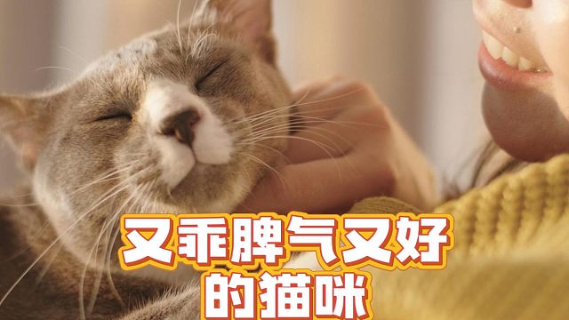脾气好又乖的猫咪