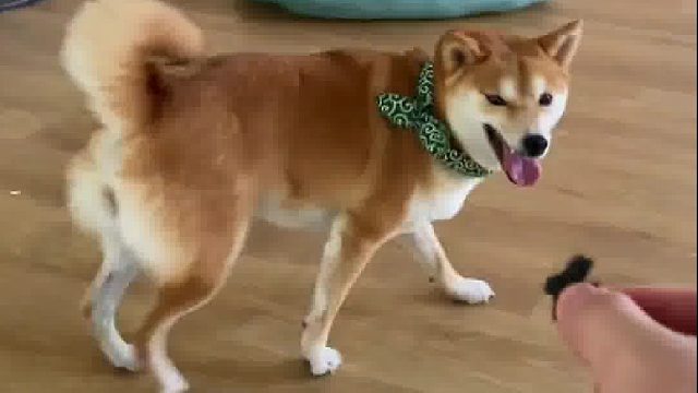 狗是听得懂话，还是听语气呢?