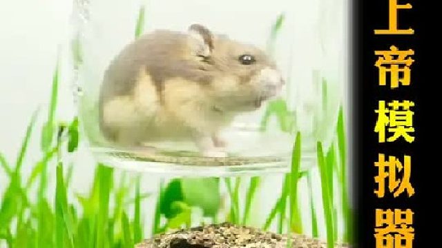 上帝模拟器之小仓鼠能否通过四重试炼最终入住生态缸新家园？