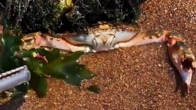 户外赶海抓海鲜