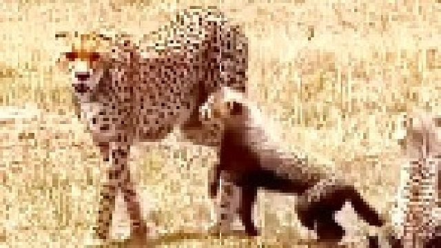 小猎豹练习捕猎！