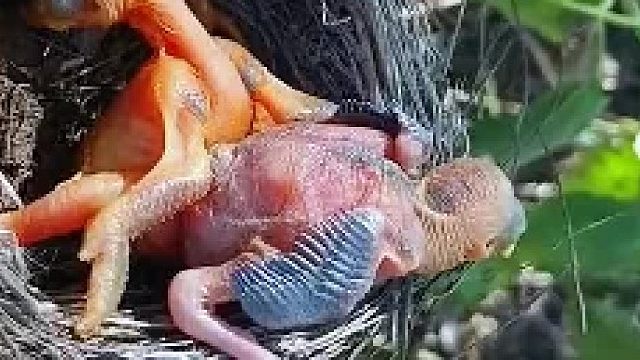 这么小就知道争夺地位