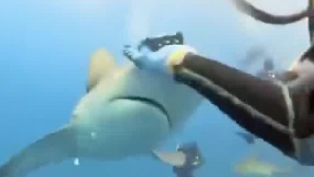 遇到鲨鱼突装你可以这样做…