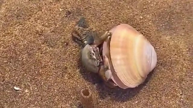 户外赶海抓海鲜