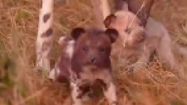 一群可爱的小野狗！