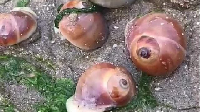 户外赶海抓海鲜