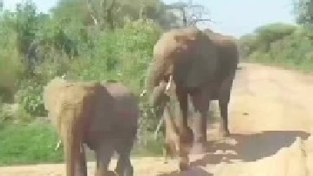 母象带着死去的幼崽回族群！