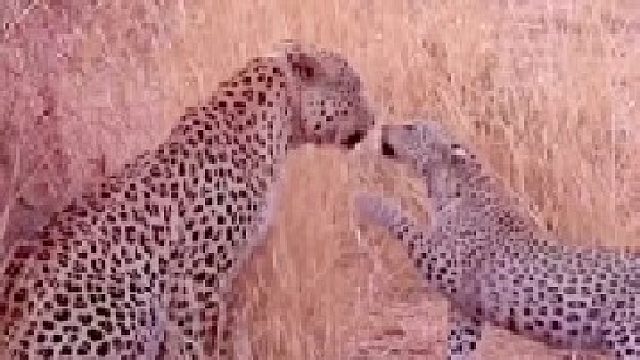 小花豹见到了父亲！