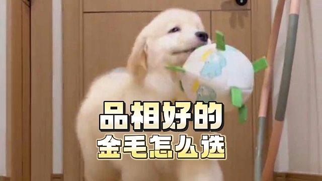 品相好的金毛怎么选？一般是看这几个地方！