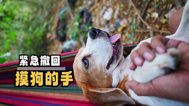 主人：你摸啊，你摸就送你了