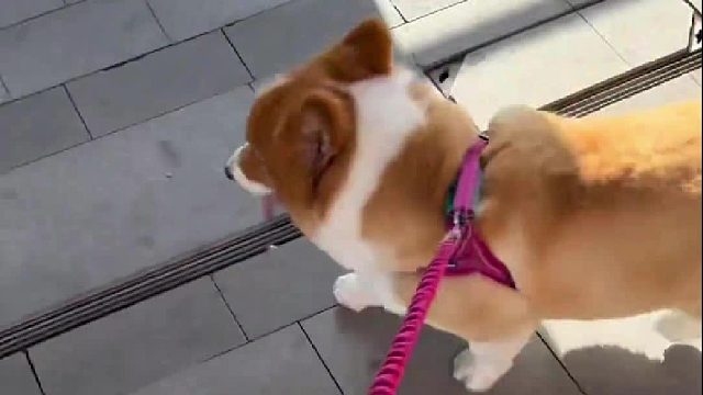 我就不起~你能拿我怎么样-1