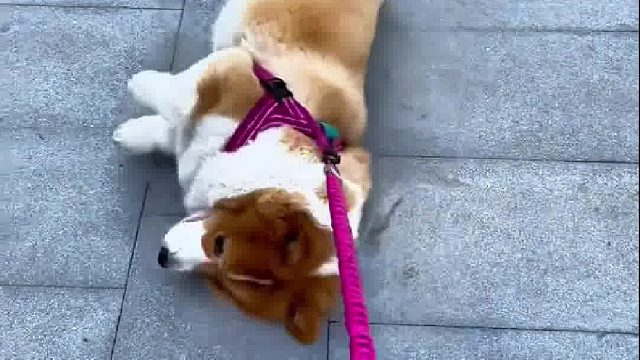 我就不起~你能拿我怎么样-2