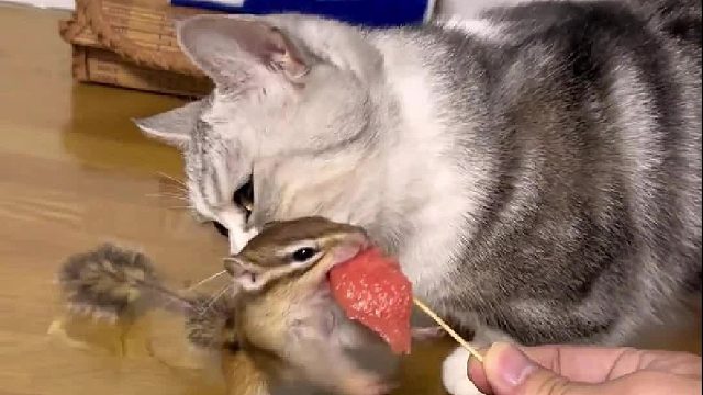 看到了嘛？恶鼠还需恶猫磨