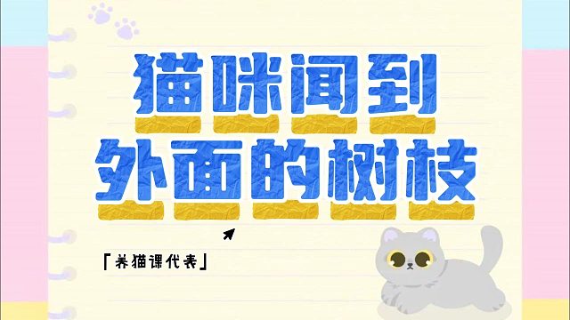 原来回家给猫咪带树枝，就等于是小猫手机啊