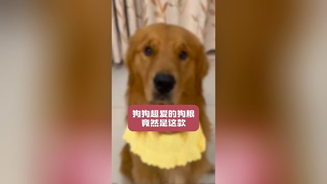 狗狗超爱的狗粮竟然是这款