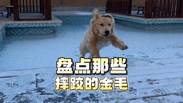 摔跤金毛大盘点，一个比一个好笑！