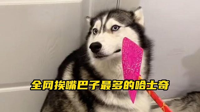 哈士奇十一因为太怕痛，把闪避技能点满了