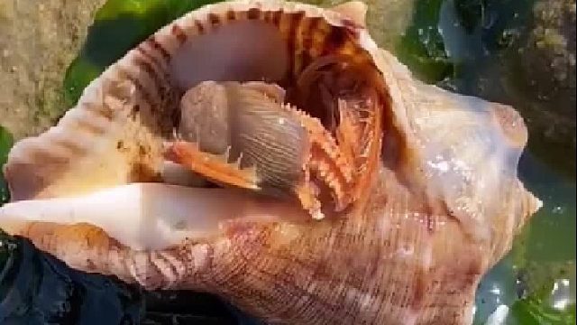 户外赶海抓海鲜