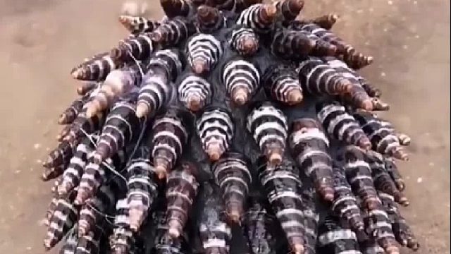 赶海赶海赶海啦