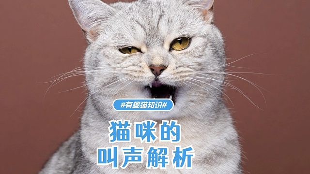 猫咪的叫声解析，全都知道的人并不多！