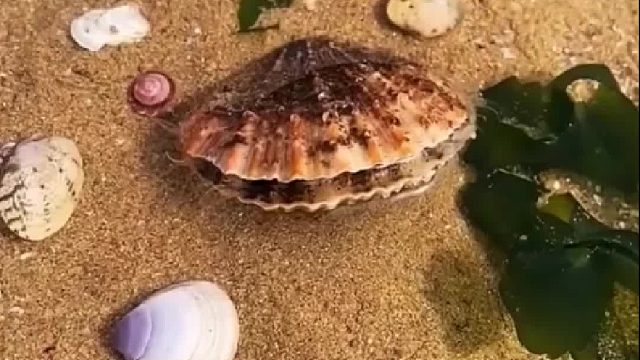 户外赶海抓海鲜