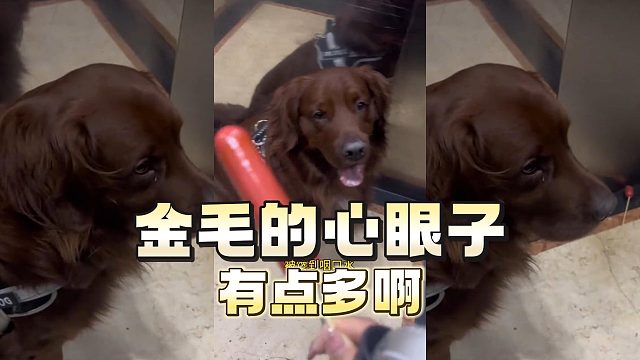 不愧是老抽狗，心眼子就是多！