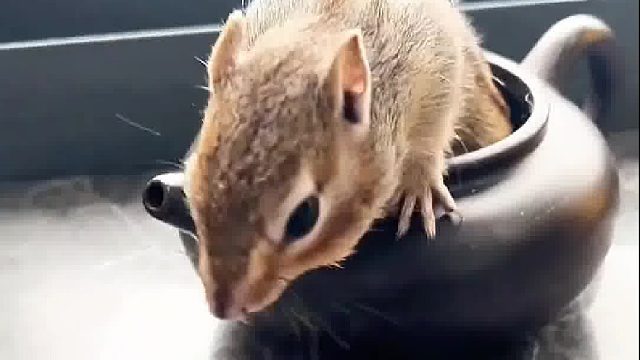 可爱的小普洱角色真多