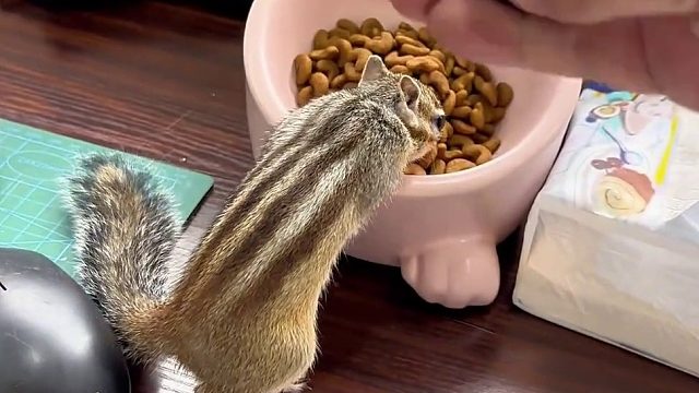 可爱松鼠尾巴真的好柔软啊