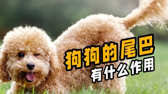 狗狗的尾巴有什么作用，很多人都不清楚。