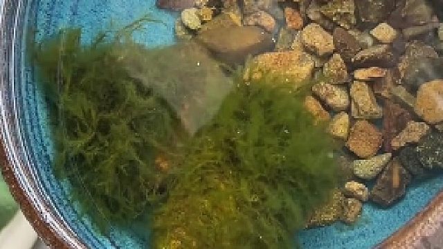 可以让我看看你们养的鱼吗（都喂啥？）