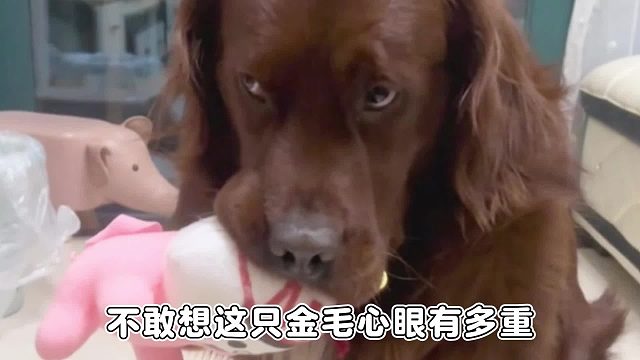 都说老抽色的金毛心眼子多，那这只…