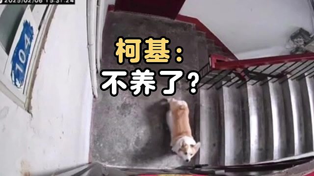柯基高高兴兴迎接主人回家，差点变成流浪狗
