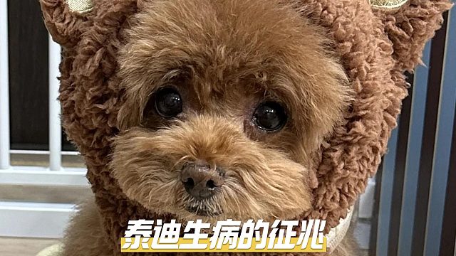 养泰迪就像养娃，得时刻留意它的健康