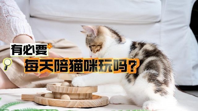 有必要每天陪猫咪玩吗？你一定要清楚