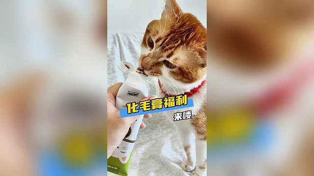 猫咪有毛球症怎么办？快试试馋不腻化毛膏
