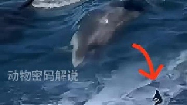 冲浪的男子遇见虎鲸